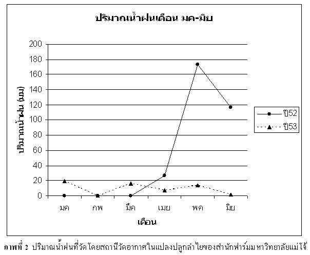 หลังการราดสารลำไยเมื่อลำไยผลโตขึ้นจะพอดีกับฝนตก